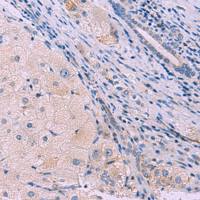 兔抗SIGLEC6多克隆抗体