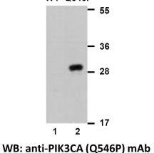 Anti PIK3CA(Q546P) Mouse Monoclonal Antibody