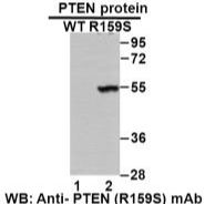 Anti-PTEN (R159S) Mouse?Monoclonal?Antibody