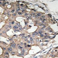 兔抗BRAF(Ab-446)多克隆抗体