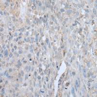 兔抗VWA2多克隆抗体