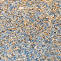 兔抗APOA4多克隆抗体