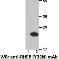 Anti RHEB(Y35N) Mouse Monoclonal Antibody