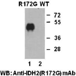 Anti IDH2(R172G) Mouse Monoclonal Antibody