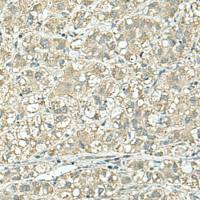 兔抗CD9多克隆抗体