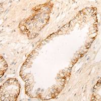 兔抗DPP9多克隆抗体