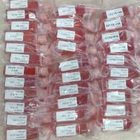 小鼠肾小球内皮细胞/免疫鉴定/镜像绮点（Cellverse）