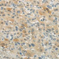 兔抗XKR3多克隆抗体