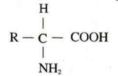 蛋白质基础知识Q&A