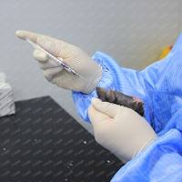 药物临床前安全性评价