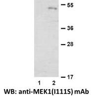Anti MEK1(I111S) Mouse Monoclonal Antibody