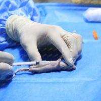 人源化肿瘤移植模型