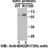 Anti IDH2(R172H) Mouse Monoclonal Antibody