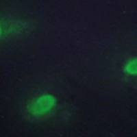 兔抗CSTF2多克隆抗体