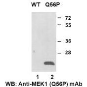 Anti MEK1(Q56P) Mouse Monoclonal Antibody