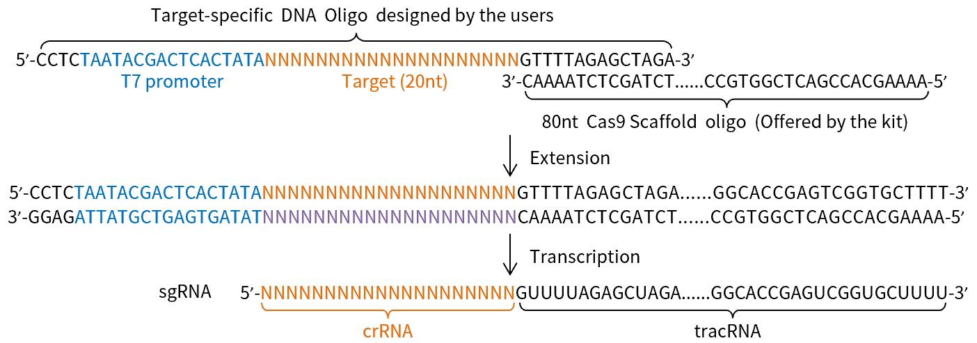 BeyoCRISPR™ One-Step sgRNA Syn