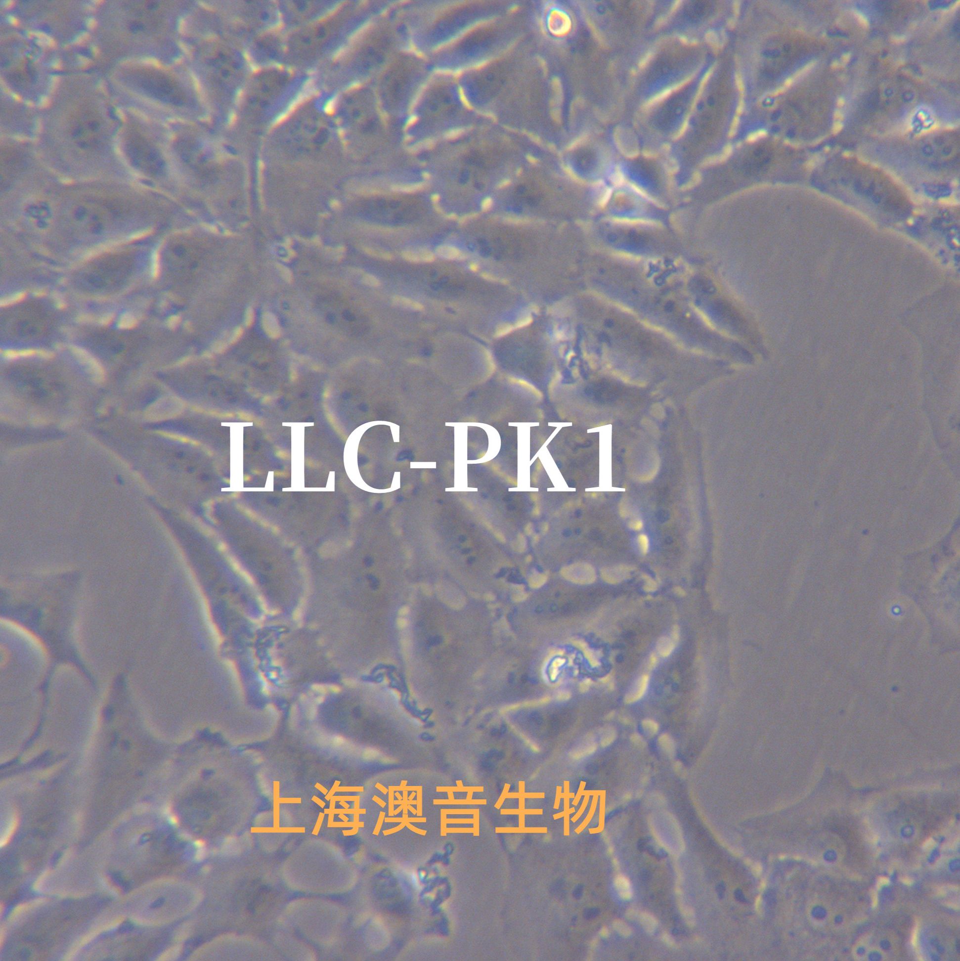 LLC-PK1[LLC-PK(1); LLC-PK-1; LLC PK-1; LLc-PK1; LLC PK1; LLCPK1]猪肾上皮细胞
