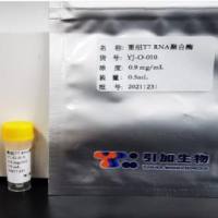 重组T7 RNA聚合酶