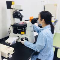 Western blot/CCK8/MTT/Transwell细胞迁移