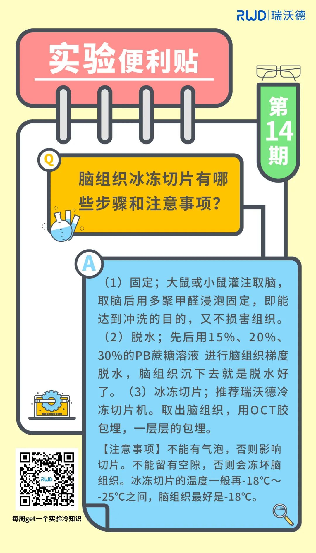 脑组织冰冻切片有哪些步骤和注意事项？