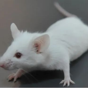 NOD SCID小鼠免疫缺陷鼠疾病模型小鼠 