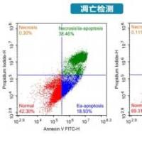 流式检测-细胞凋亡