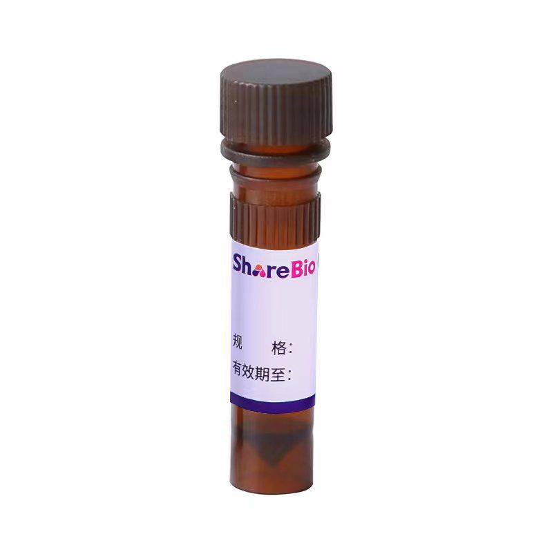 Fluo-4, AM ester（钙离子荧光探针, 2mM）