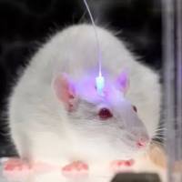 光遗传技术服务