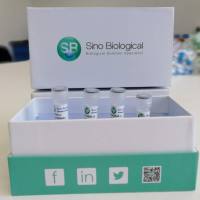 Human Interferon Gamma / IFN gamma / IFNG ELISA