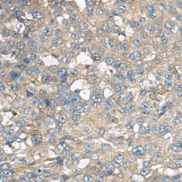 兔抗CXCR5多克隆抗体