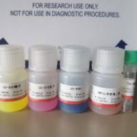 多色免疫荧光试剂盒（四色）
