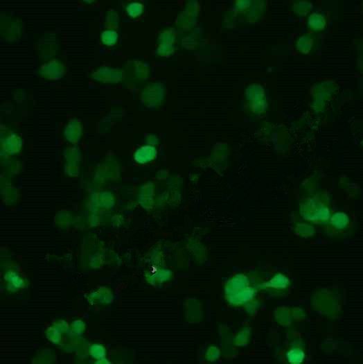 HEK293T-EGFP（人胚肾细胞-绿色荧光蛋白标记)