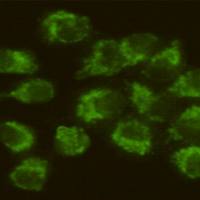 小鼠抗FYN单克隆抗体