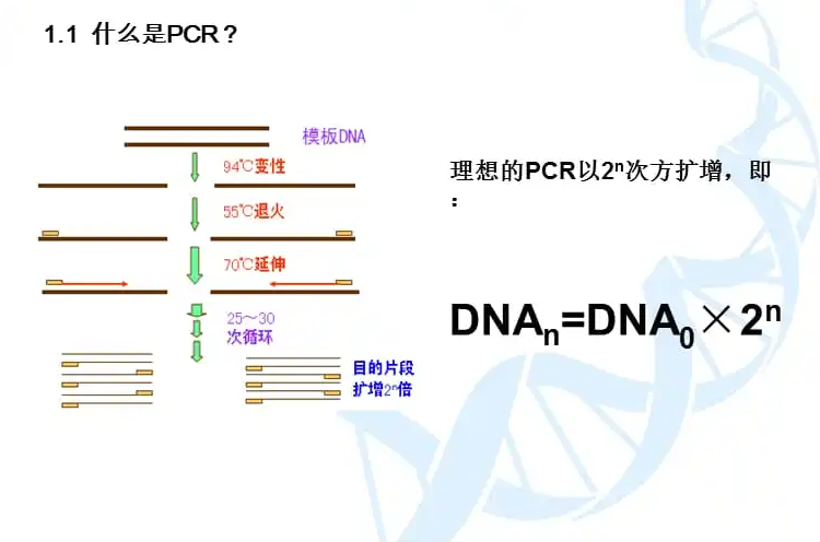沙门氏菌核酸检测试剂盒(PCR-荧光探针法)
