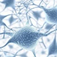 人胃癌组织源细胞