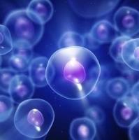 人皮肤肥大细胞