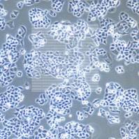 小鼠成年表皮角质形成层细胞