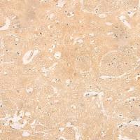 兔抗RNASE4多克隆抗体