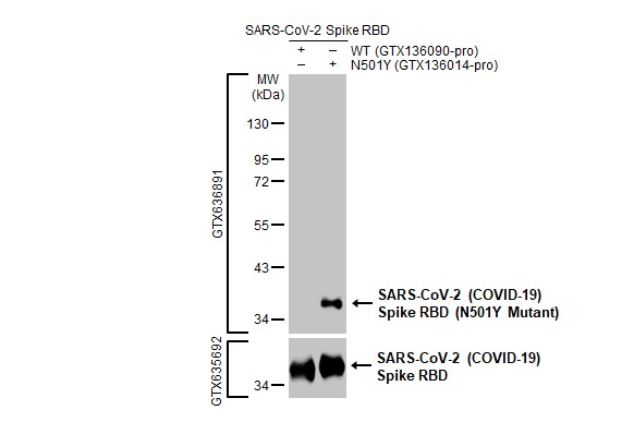 SARS-CoV-2 (COVID-19) Spike (N501Y Mutant) antibody [HL1425]