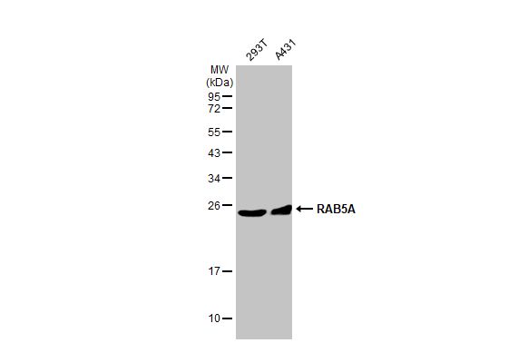 RAB5A antibody [HL1497]