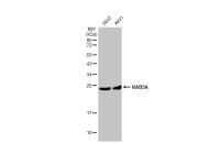 RAB5A antibody [HL1497]