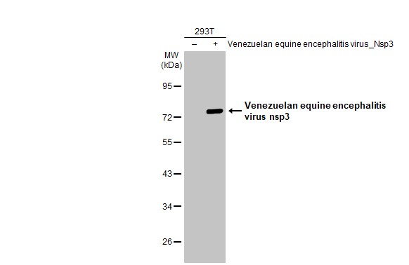 Venezuelan Equine Encephalitis Virus nsP3 antibody [HL1502]