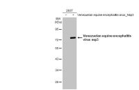 Venezuelan Equine Encephalitis Virus nsP3 antibody [HL1502]