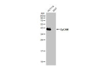 EpCAM antibody [HL1524]