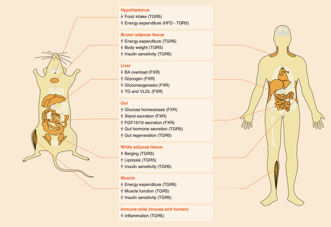 百趣代谢组学资讯:4篇经典案例探索胆汁酸的代谢组学研究思路