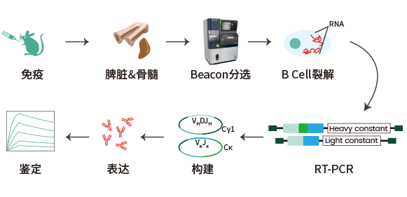义翘速度—35天获得阳性单克隆抗体