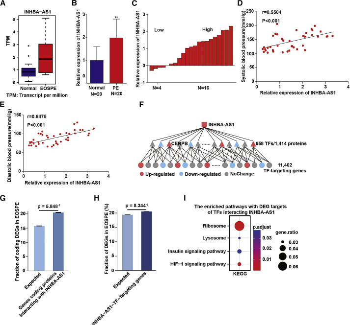 RNA测序、分析+实验验证，探究子痫前期的发病机制