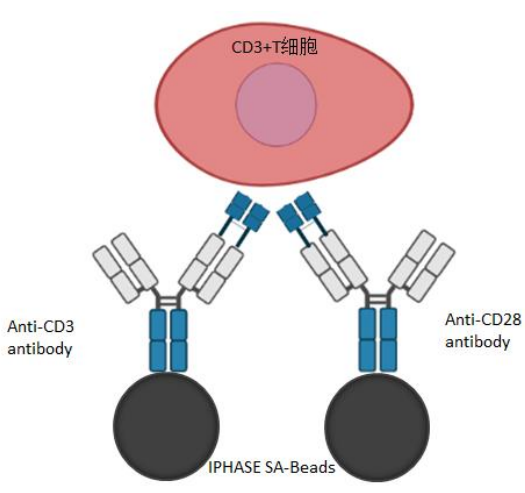 高效CD3/CD28刺激磁珠上线啦！