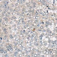 兔抗CDV3多克隆抗体