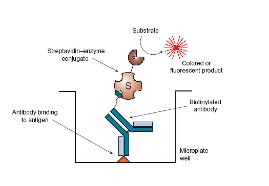 优利科优质产品推荐丨生物素、链霉亲和素、亲和素相关产品